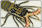 Big Blue Lobster